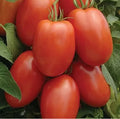 50 Roma Tomato Seeds - Non-GMO Organic Vegetable Seeds for Easy Gardening - Lycopersicon esculentum