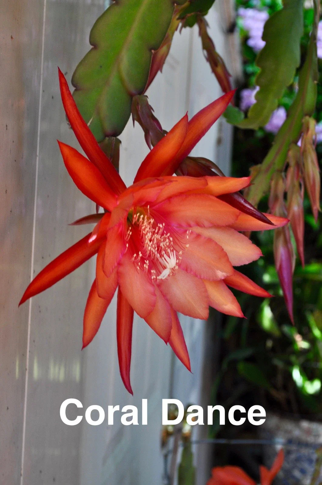 Epiphyllum Orchid Cactus Cuttings, 3 Rooted Coral Dancer with New Growth, Epiphyllum spp.
