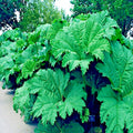 Gunnera Manicata Seeds - 100g Rare Giant Hardy Exotic Flower Plant "Dinosaur Food"