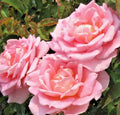 Rose Bush 1-2' Pink Hybrid Tea 'Tiffany' Live Plant - Rosa 'Tiffany' AARS Award Winner