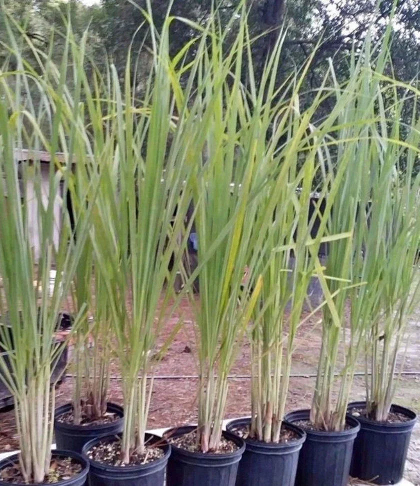 Lemon Grass Seeds - 200+ Non-GMO Seeds - Cymbopogon citratus - Buy 2 Get 1 Free