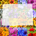 Colorado Wildflower Seed Mix 1 lb Bulk - Covers 3,200 sq ft - Native Wildflowers for Landscaping - Perfect for Pollinators