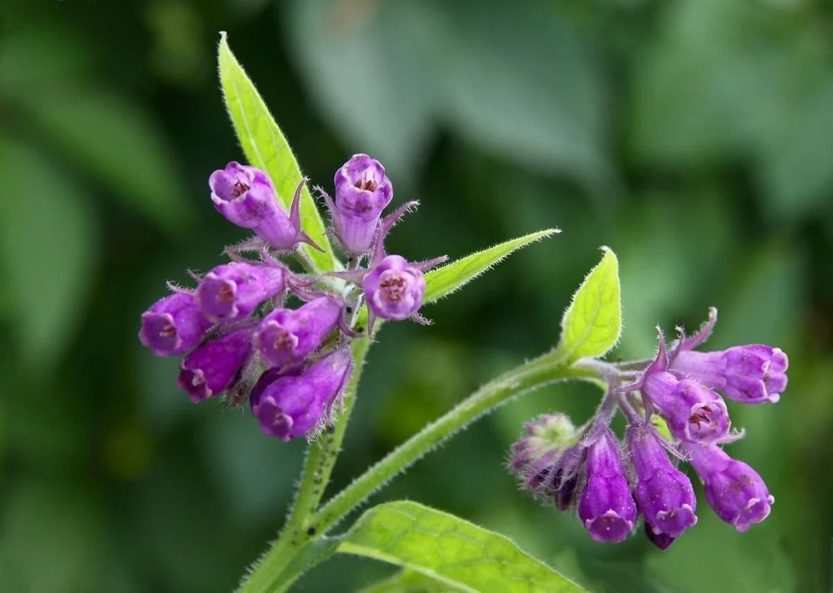 Bocking 14 Comfrey Root Cuttings - Unrooted Cuttings for Gardening (Symphytum x uplandicum)