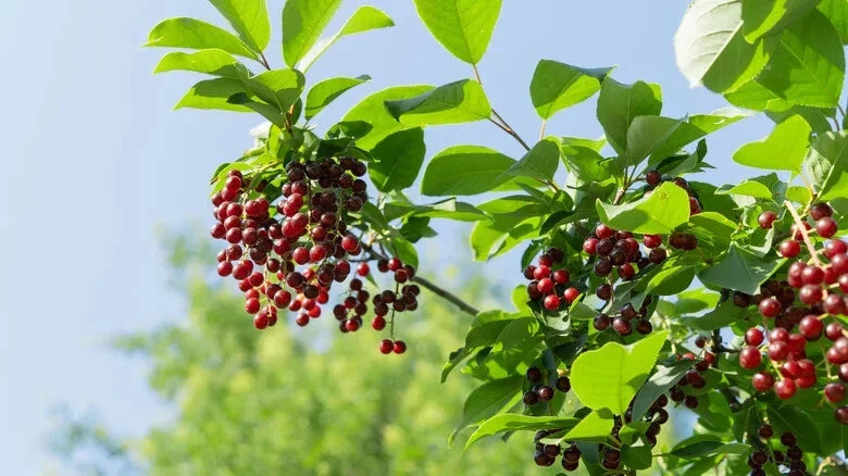 Pin Cherry Seeds for Garden Planting - 10+ Seeds - Prunus pensylvanica - Fast Shipping USA