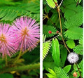 Sensitive Plant Seeds - 30 Seeds, Touch Me Not Mimosa pudica, Makahiya