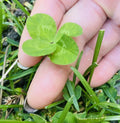 Rare 4 Leaf Clover Plant - Handpicked Genuine Lucky Gift - Trifolium repens