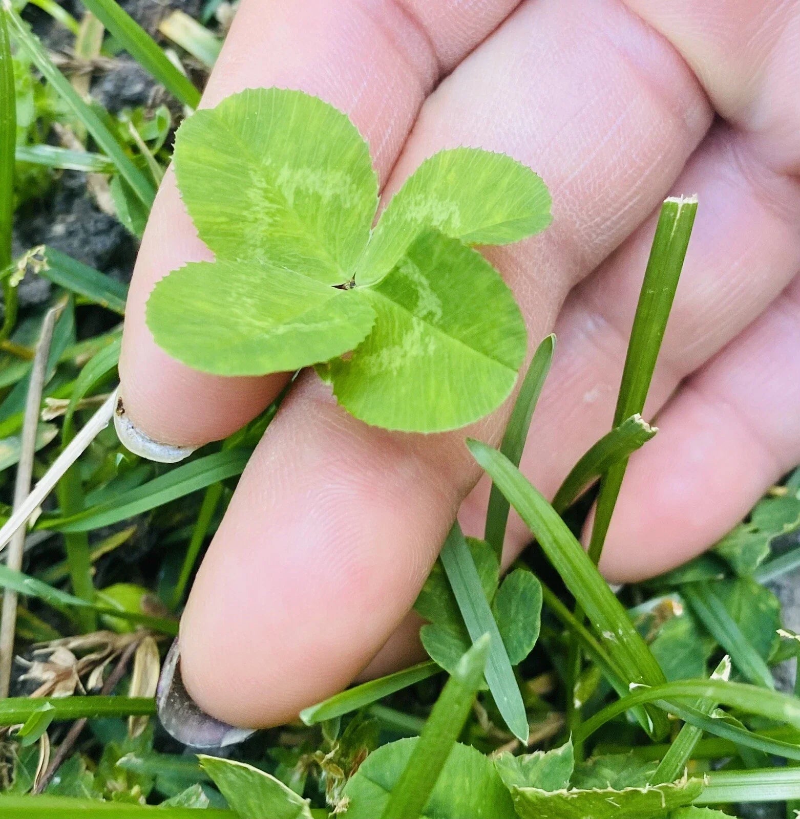 Rare 4 Leaf Clover Plant - Handpicked Genuine Lucky Gift - Trifolium repens