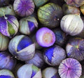Exotic Purple Coban Tomatillo Seeds | 250+ Seeds | Salsa Flavor | Physalis ixocarpa