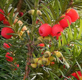 English Yew Tree Seeds - 10 Pack - Taxus baccata - Hardy Evergreen Conifer