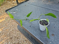 Epipremnum Pinnatum Skeleton Key Pothos Plant - Fully Rooted Indoor Houseplant, Unique Leaf Shape, Tropical Green Foliage