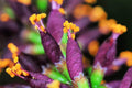 False Indigo Bush Seeds - 100 Pack - Amorpha fruticosa - Perennial Native Plant for Garden and Landscaping