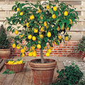 Meyer Lemon Tree - 8-14" Live Citrus Plant in 10" Pot - Citrus limon, Dwarf Variety for Home Garden