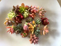 Mini Succulent Cuttings - 20 Assorted Varieties for Arrangements - Perfect for DIY Plant Decor and Gifts