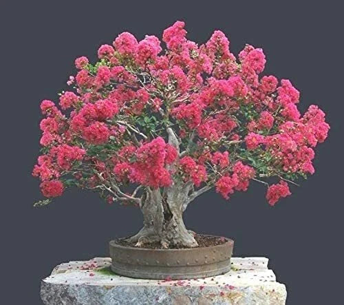 Crape Myrtle Bonsai Tree Seeds - 20 Pack - Exotic Bark, Vibrant Flowers - Lagerstroemia indica