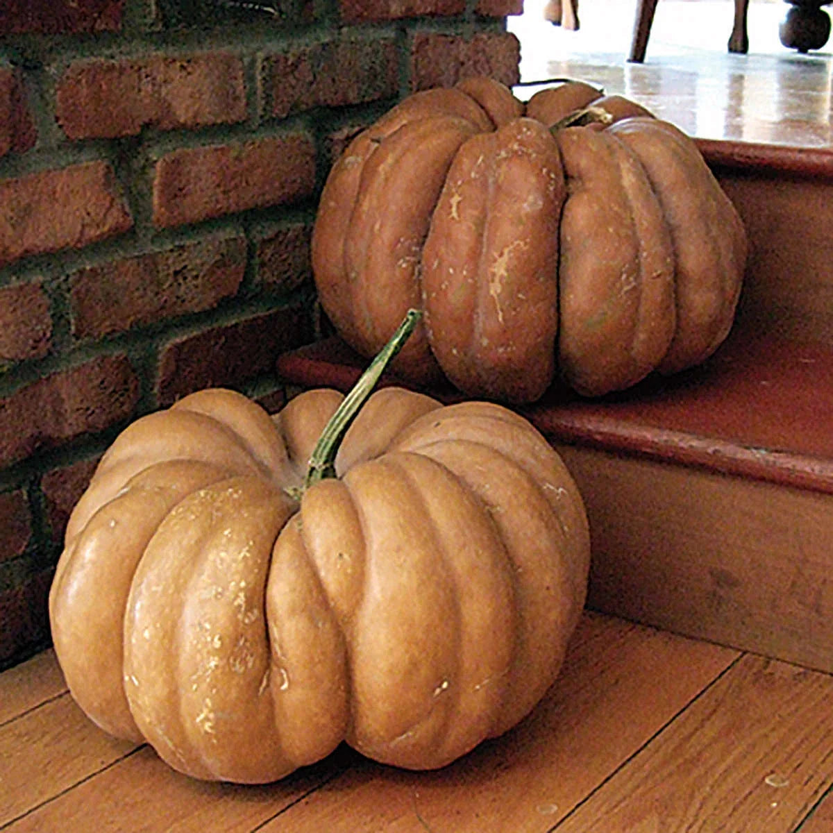 Fairytale Pumpkin Seeds - 15 Heirloom Annual Non-GMO - Cucurbita pepo - Free Shipping