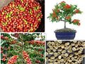 Arabica Coffee Bonsai Tree Seeds - 5 Pack for Exotic Indoor Gardening - Coffea arabica