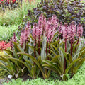 Pineapple Lily Plants - Eucomis 'Purple Reign' - Unique Purple Flowers - Hardy Perennial Bulbs for Garden Decor