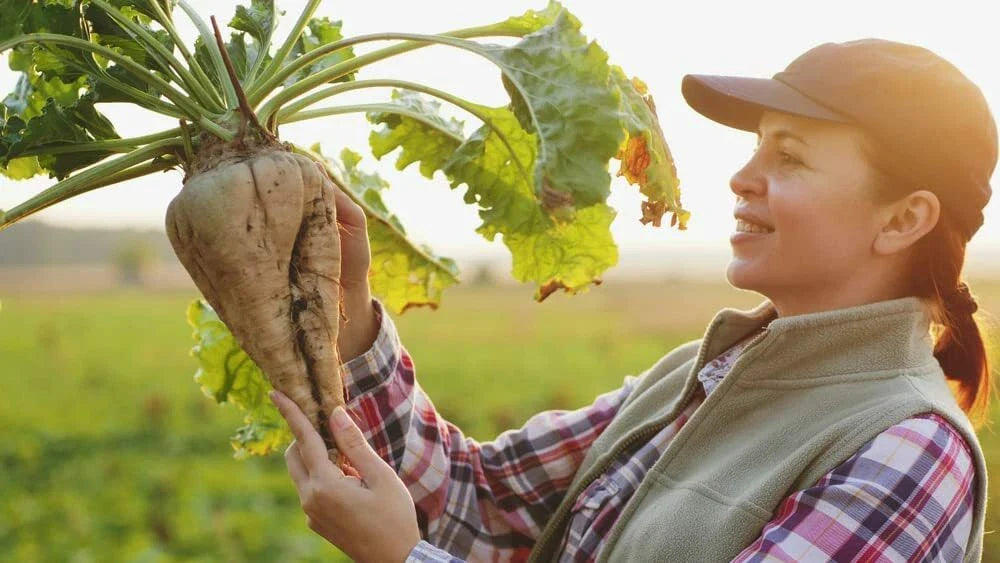 Sugar Beet Seeds 250+ Seeds Non-GMO, Heirloom Variety, Beta vulgaris, Made in USA, Ships from Iowa
