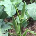 Emerald Okra Seeds, Velvet Variety Packet, High Yield, Abelmoschus esculentus, Non-GMO, Garden Seeds