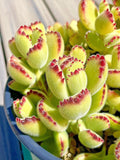 Cotyledon Variegated Bears Paw Succulent Cutting - 2-Inch Live Plant - Rare Unrooted Cutting
