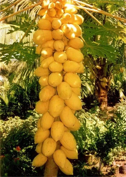 Yellow Mexican Papaya Seeds - 25+ Pack for Garden Planting - Carica papaya - USA Grown, Fast Shipping