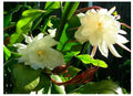 Epiphyllum Oxypetalum "Queen of Night" Rooted Cutting in 4" Pot, White Flower, Night Blooming Cactus