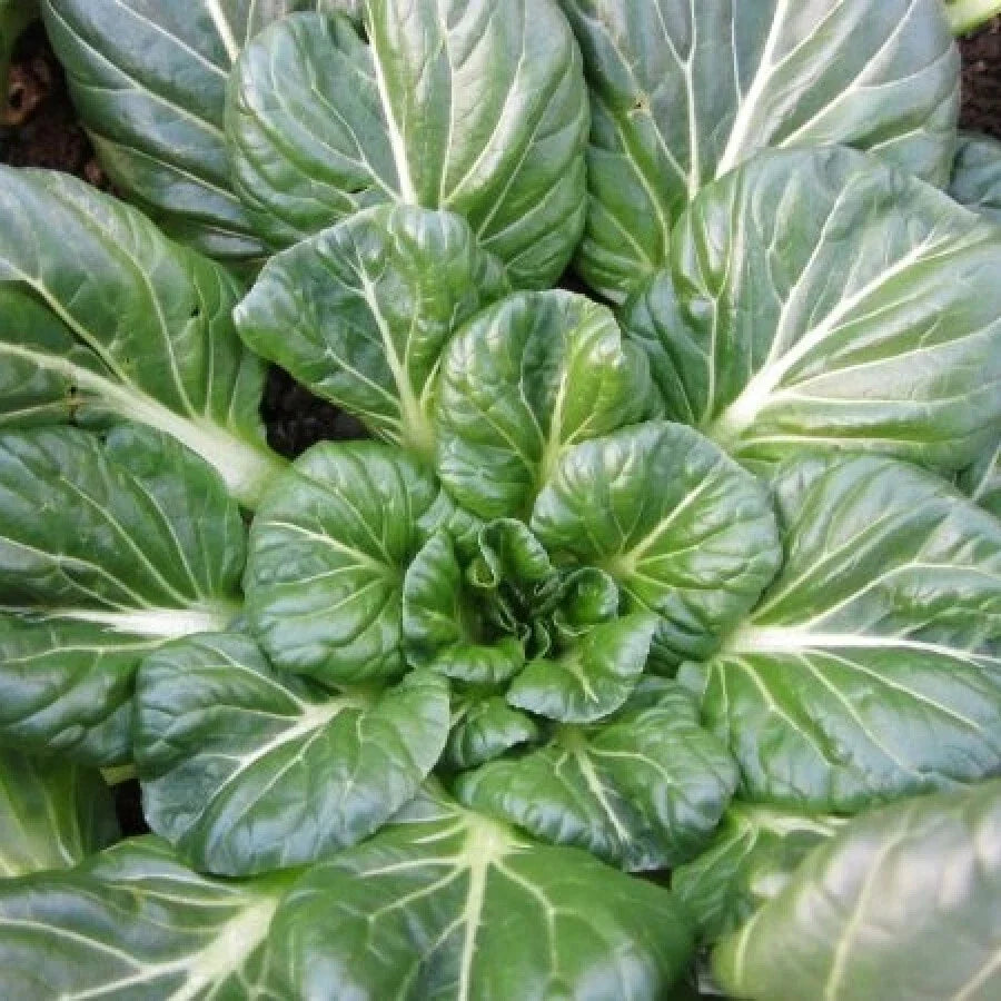 Tatsoi Mustard Seeds 300+ Non-GMO Asian Greens for Chinese Cuisine - Brassica rapa subsp. narinosa - US Seller, Free Shipping