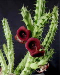 Huernia Schneideriana Red Dragon Succulent Cuttings 9+ Bare Root Plants