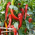 Cowhorn Hot Pepper Seeds 25+ Heirloom Capsicum Annuum Red Cayenne Vegetable Seeds for Home Garden