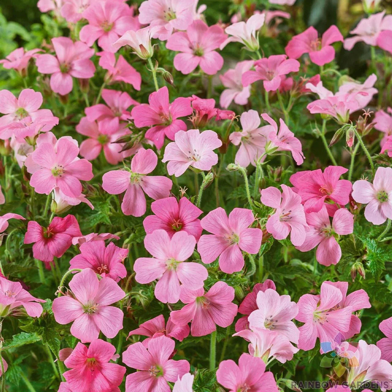25+ Rose Clair Geranium Seeds for Garden Planting, Pelargonium 'Rose Clair', USA Grown, Free Shipping