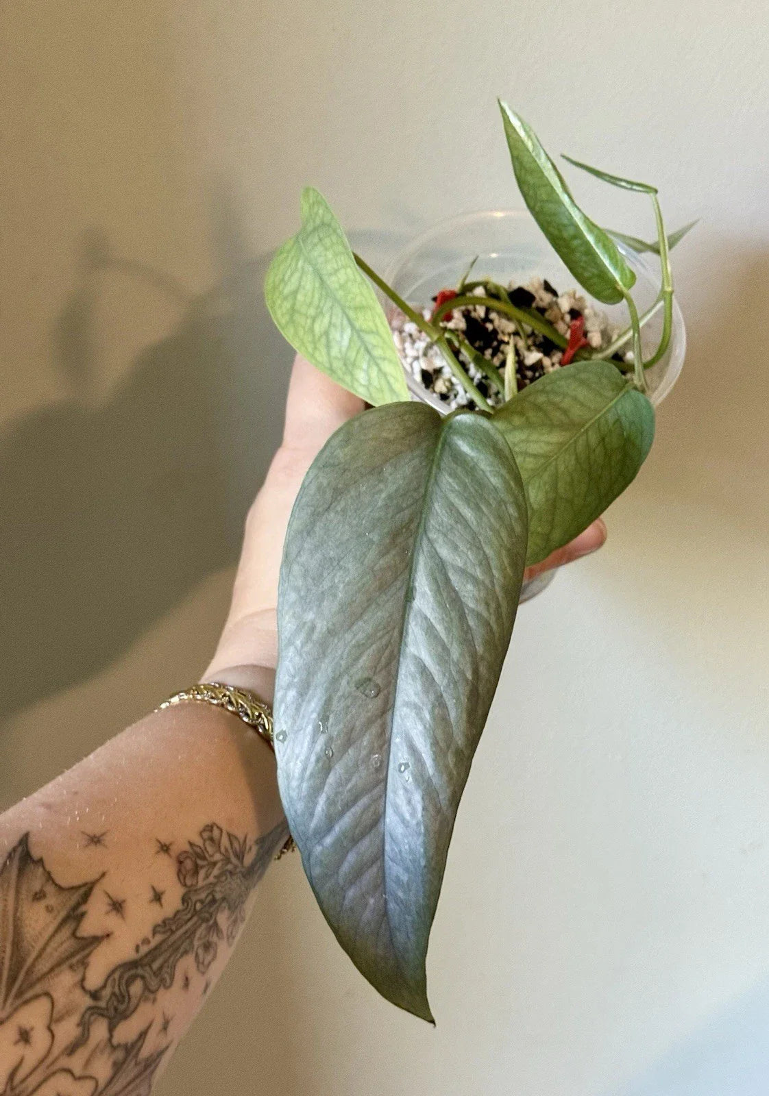 Rooted Cebu Blue Pothos Cuttings | Epipremnum aureum | Indoor Plant Cuttings for Home Decor