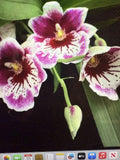 Miltonia Orchid Plant - Martin Oranstei - One Rooted Bulb - Bare Root - Shirley
