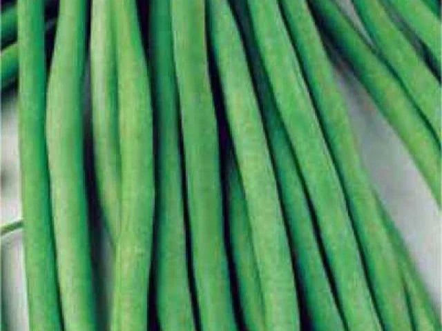 Dominator Green Bean Seeds - Fresh Green Bean Seeds - Organic Vegetable Seeds - Phaseolus vulgaris