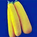 Golden Zucchini Squash Seeds, Heirloom, 500 Non-GMO Seeds, Cucurbita pepo