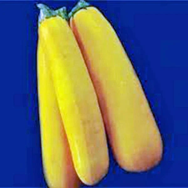 Golden Zucchini Squash Seeds, Heirloom, 500 Non-GMO Seeds, Cucurbita pepo