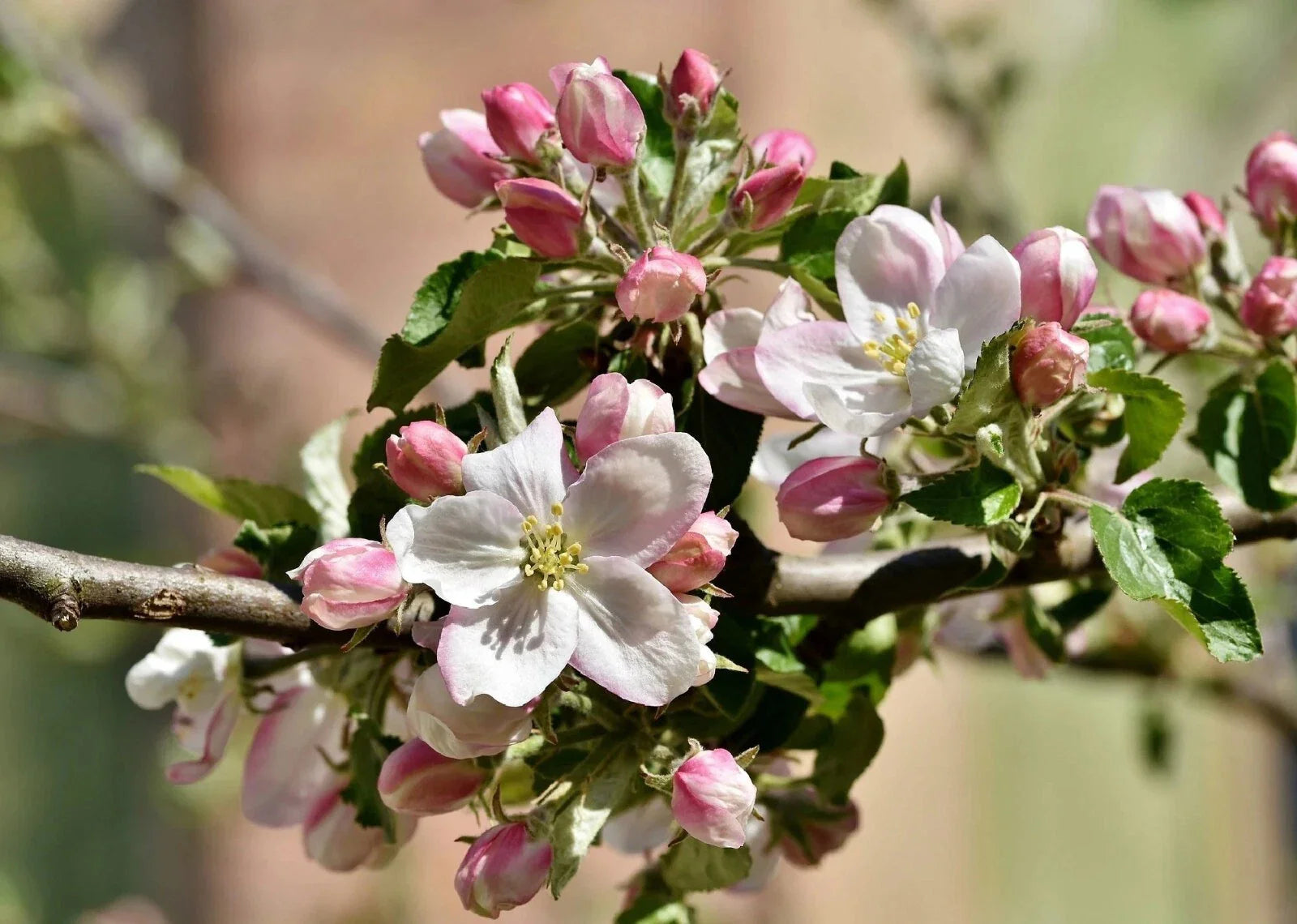 Apple Blossom Tree Seeds - Cassia javanica - 10 Seeds - Tropical Flowering Plant for Gardens and Landscaping