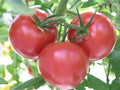 Rutgers Tomato Seeds 30 Count, Non-GMO Jersey Tomato, Solanum lycopersicum, Heirloom Variety