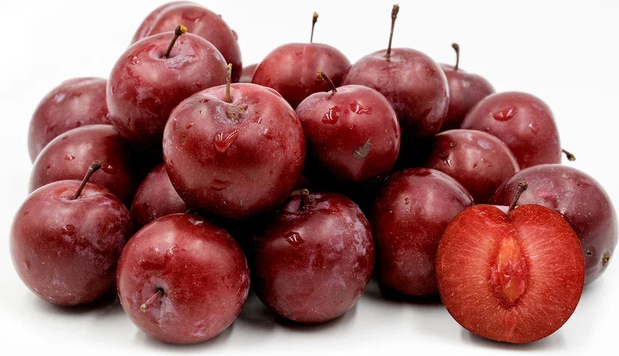American Plum Tree, Flowering Fruit Shrub, Prunus americana, Zones 3-8, Hardy Fruit Tree
