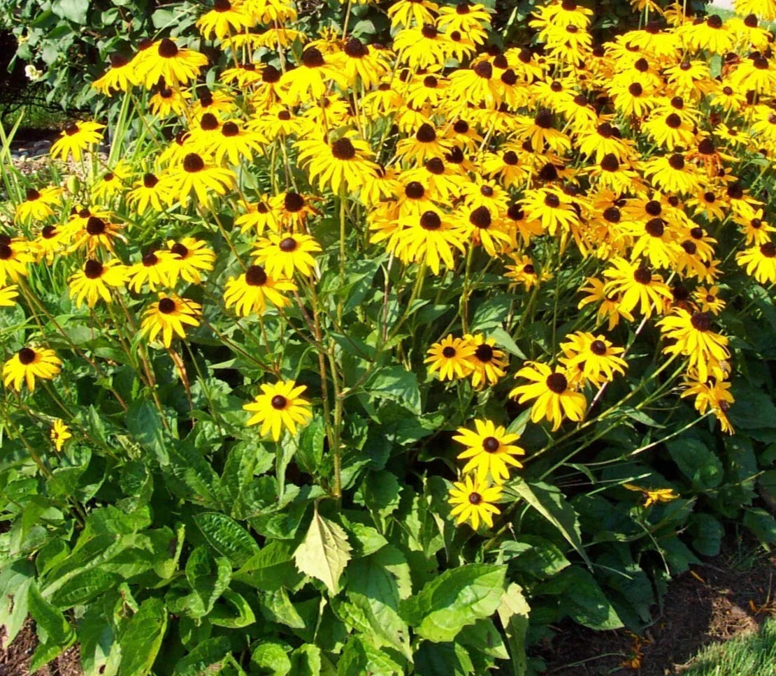 Black-Eyed Susan Plants 5-Pack Perennial Golden Yellow Daisy Rudbeckia hirta Full Sun Blooms July-Oct