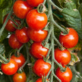 Small Red Cherry Tomato Seeds, NON-GMO, Garden Salad Variety, Lycopersicon esculentum, Free Shipping