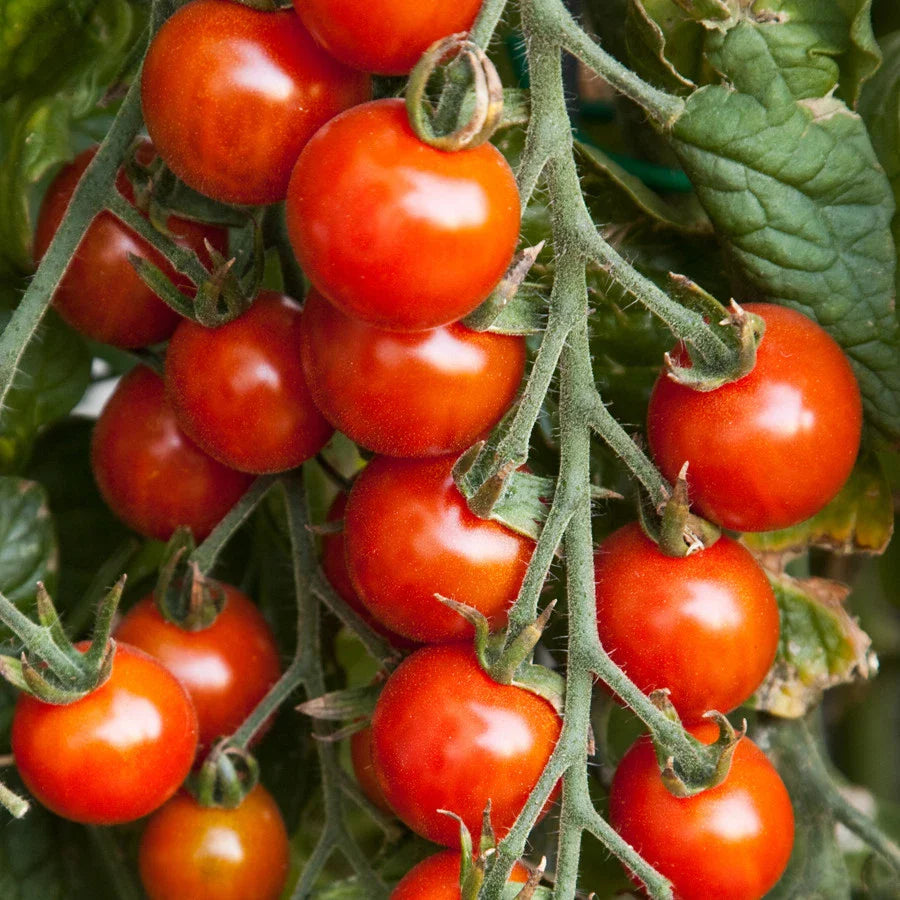 Small Red Cherry Tomato Seeds, NON-GMO, Garden Salad Variety, Lycopersicon esculentum, Free Shipping