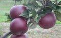 Arkansas Black Apple Seeds - 25 Seeds for Garden Planting - Malus domestica - USA
