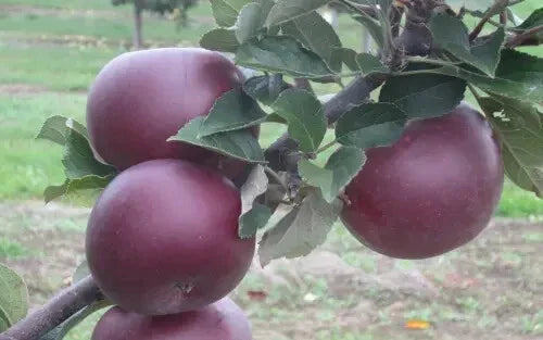 Arkansas Black Apple Seeds - 25 Seeds for Garden Planting - Malus domestica - USA
