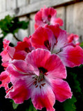 Fresh Geranium Starter Cuttings 2-Pack, Reddish Pink/Maroon, Perennial Live Plant (Pelargonium)