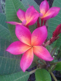 Plumeria Seeds - 5 Bright Pink Orange Flower Seeds - Perennial Plants (Plumeria spp.)