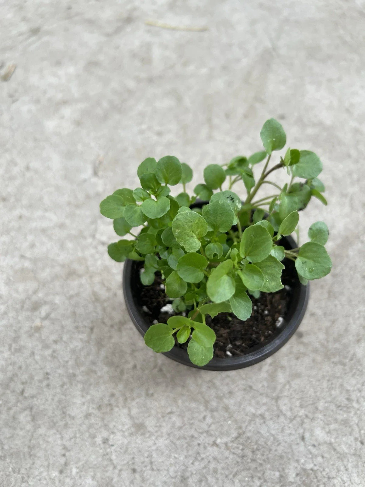 Watercress Live Plant in Pot | Edible Vegetables | Nasturtium officinale - Fresh, Organic, Ready to Plant