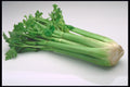 Massive Celery Seeds - 200 Count - 16 Inch Stalks - Ideal for Cocktail Garnish - Apium graveolens