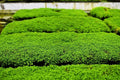 Dwarf Baby Tears Aquatic Plant Mats - 1 Portion with Heat Pack - Hemianthus callitrichoides