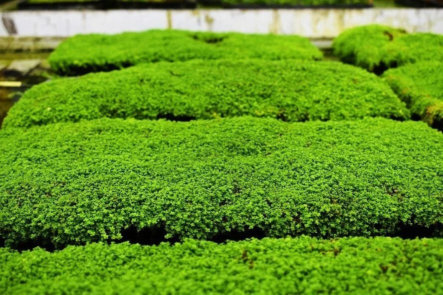 Dwarf Baby Tears Aquatic Plant Mats - 1 Portion with Heat Pack - Hemianthus callitrichoides