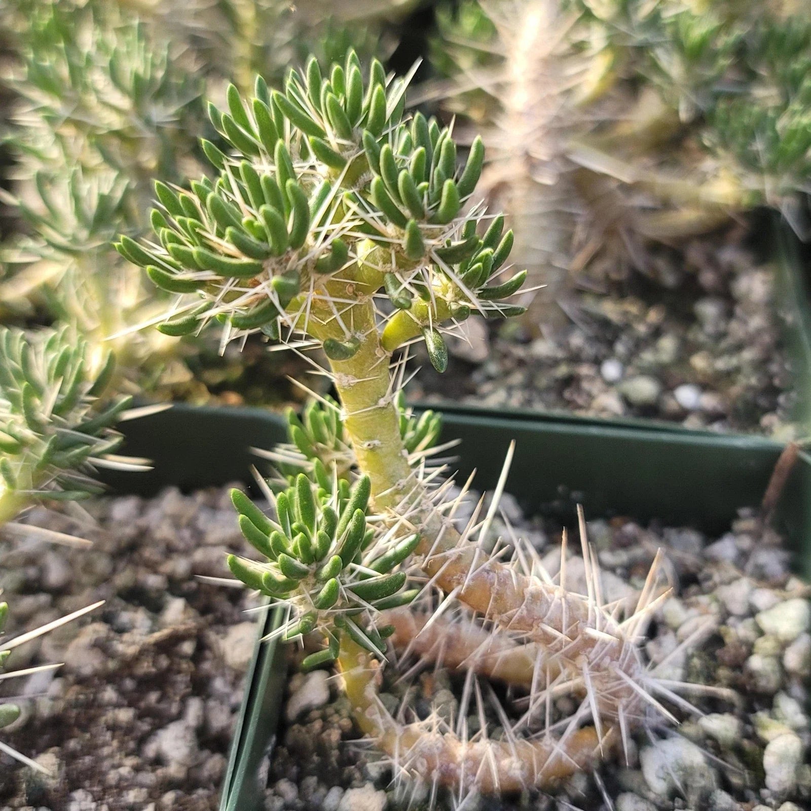 Maihuenia poeppigii Cactus Plant - Real Live Succulent, Unique Green Variety, Drought Tolerant Indoor/Outdoor Decor